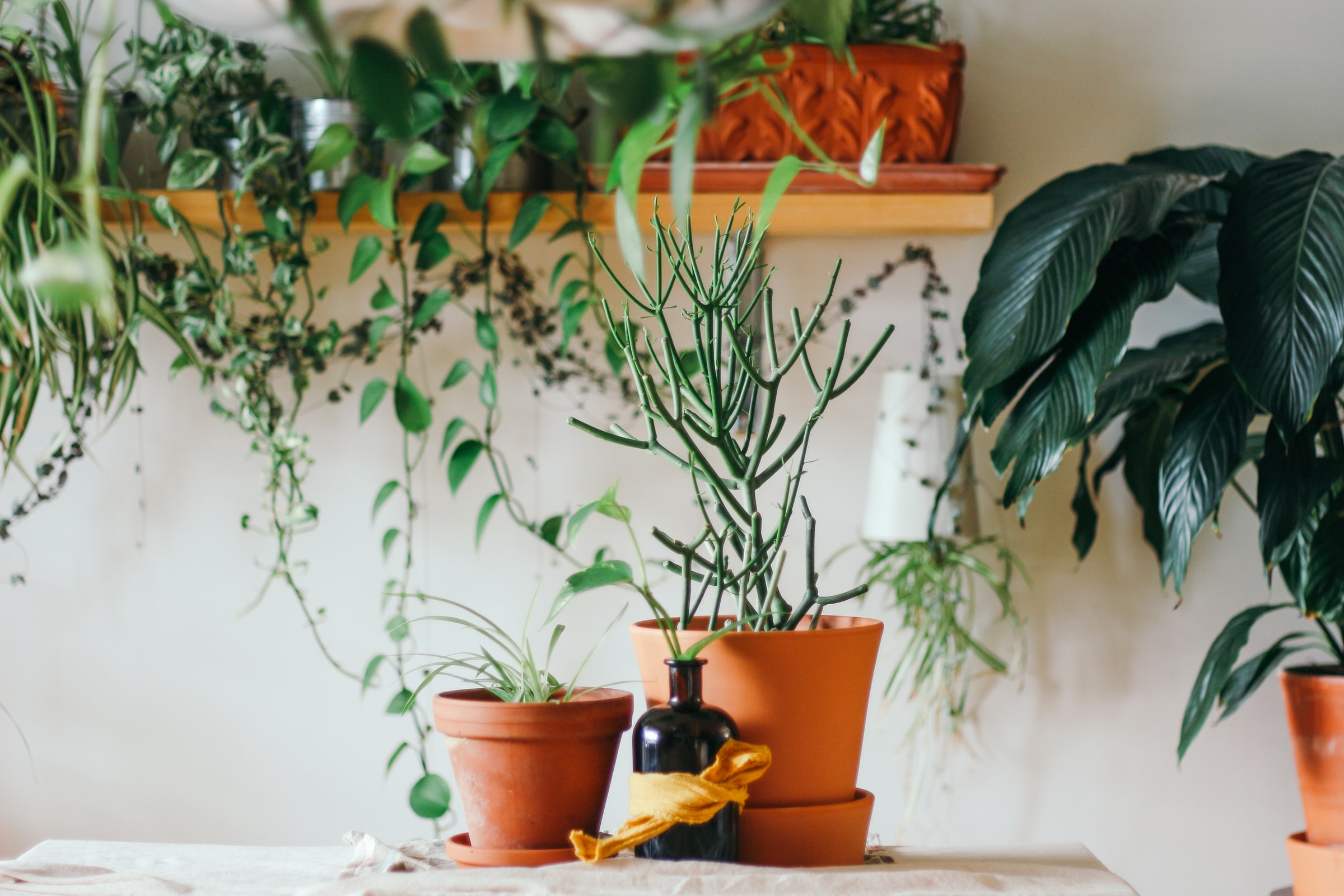 Plant Therapy: Why an Indoor Green Oasis Can Improve Your Mental and Emotional Wellbeing [Book]