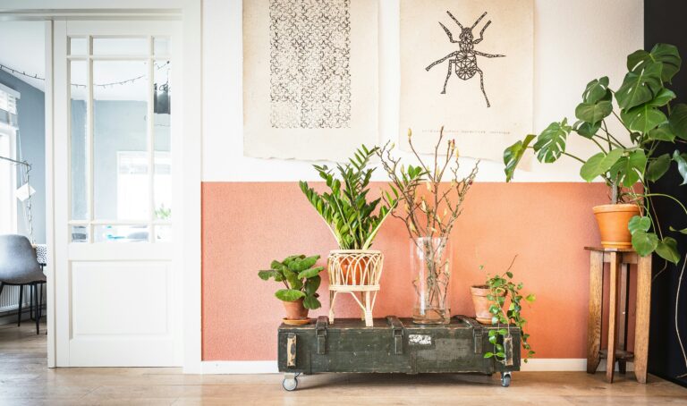 Green potted plank on black table in a bright lit home