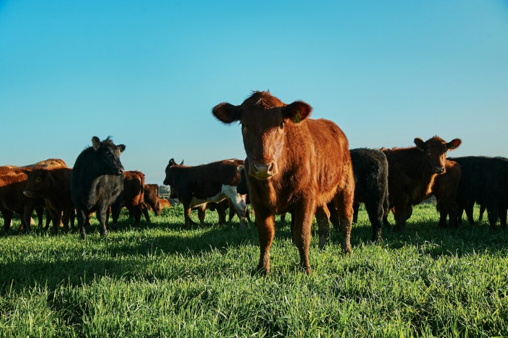 A herd of cattle