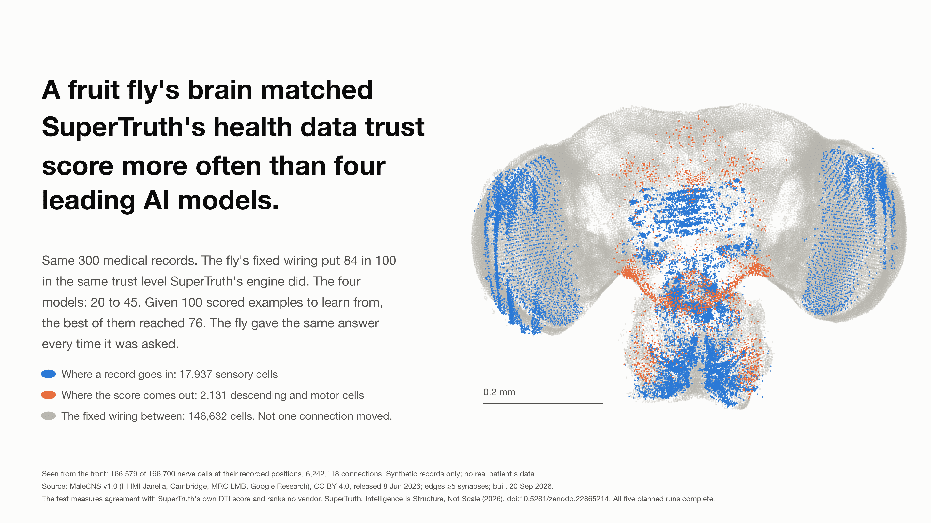 A fruit fly's brain matched SuperTruth's health data trust score more often than four leading AI models.
